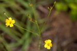 Linum thunbergii