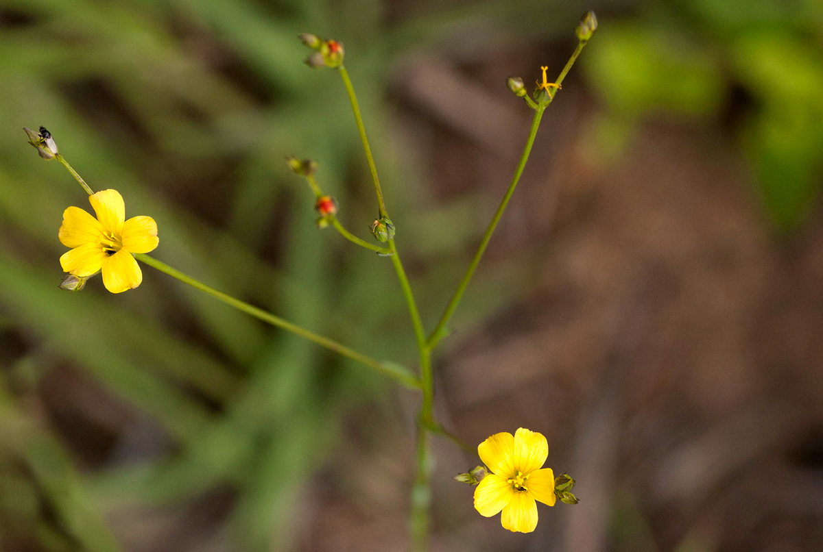 Linum thunbergii