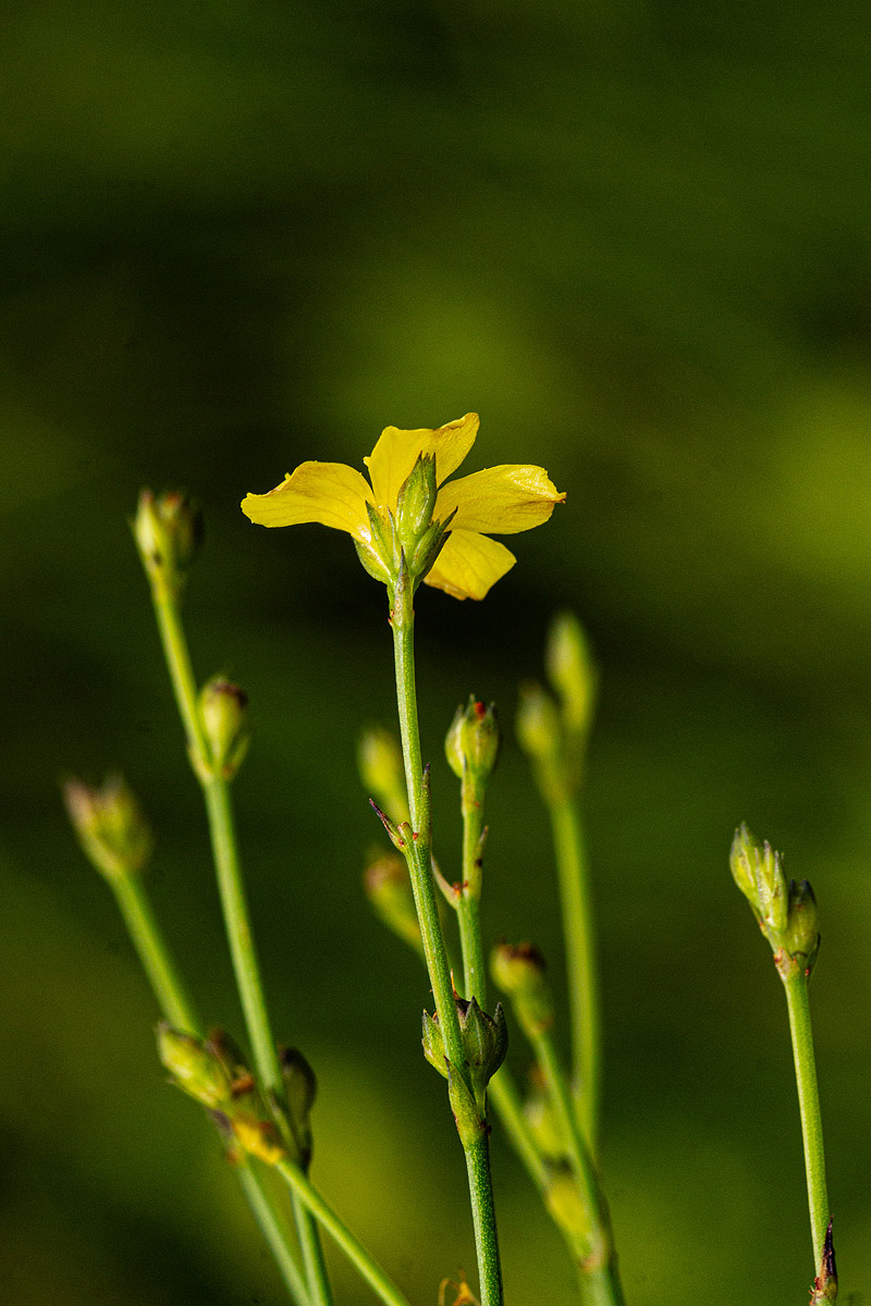 Linum thunbergii