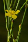 Linum thunbergii