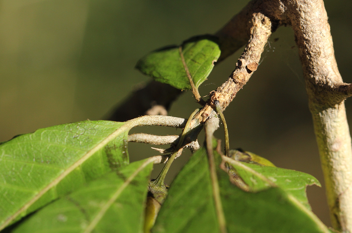 Hugonia orientalis Hugonia orientalis
