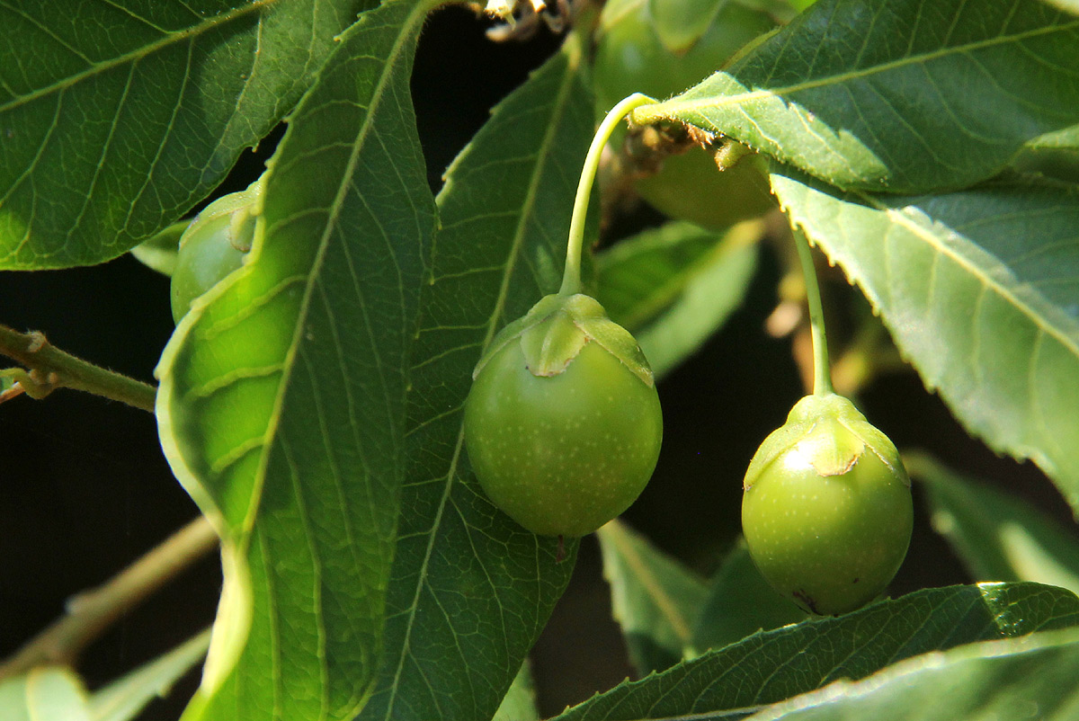 Hugonia orientalis Hugonia orientalis