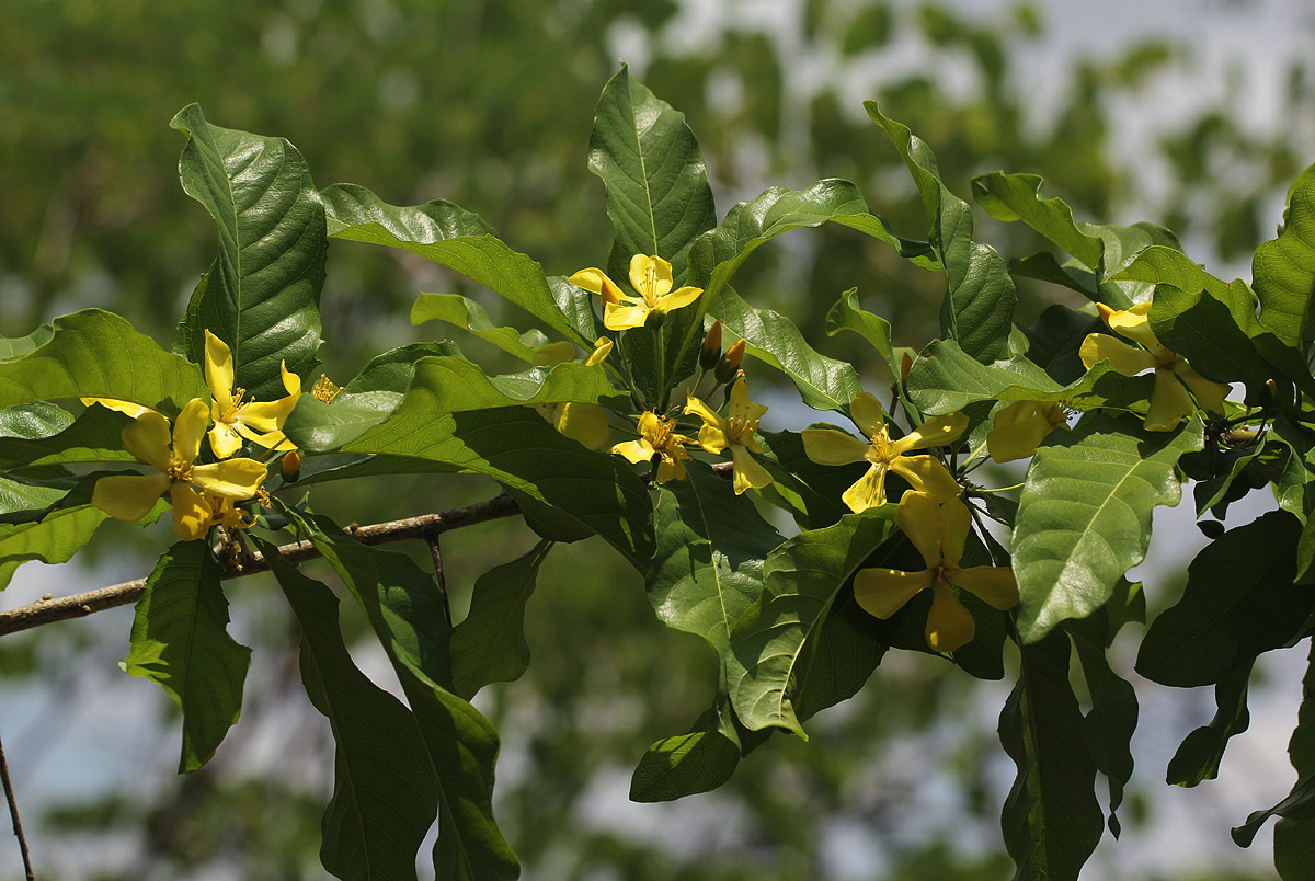 Hugonia orientalis Hugonia orientalis