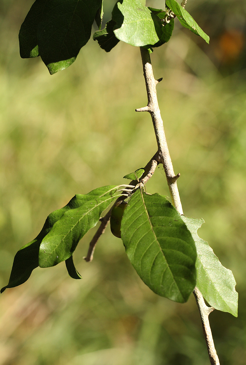 Hugonia orientalis Hugonia orientalis