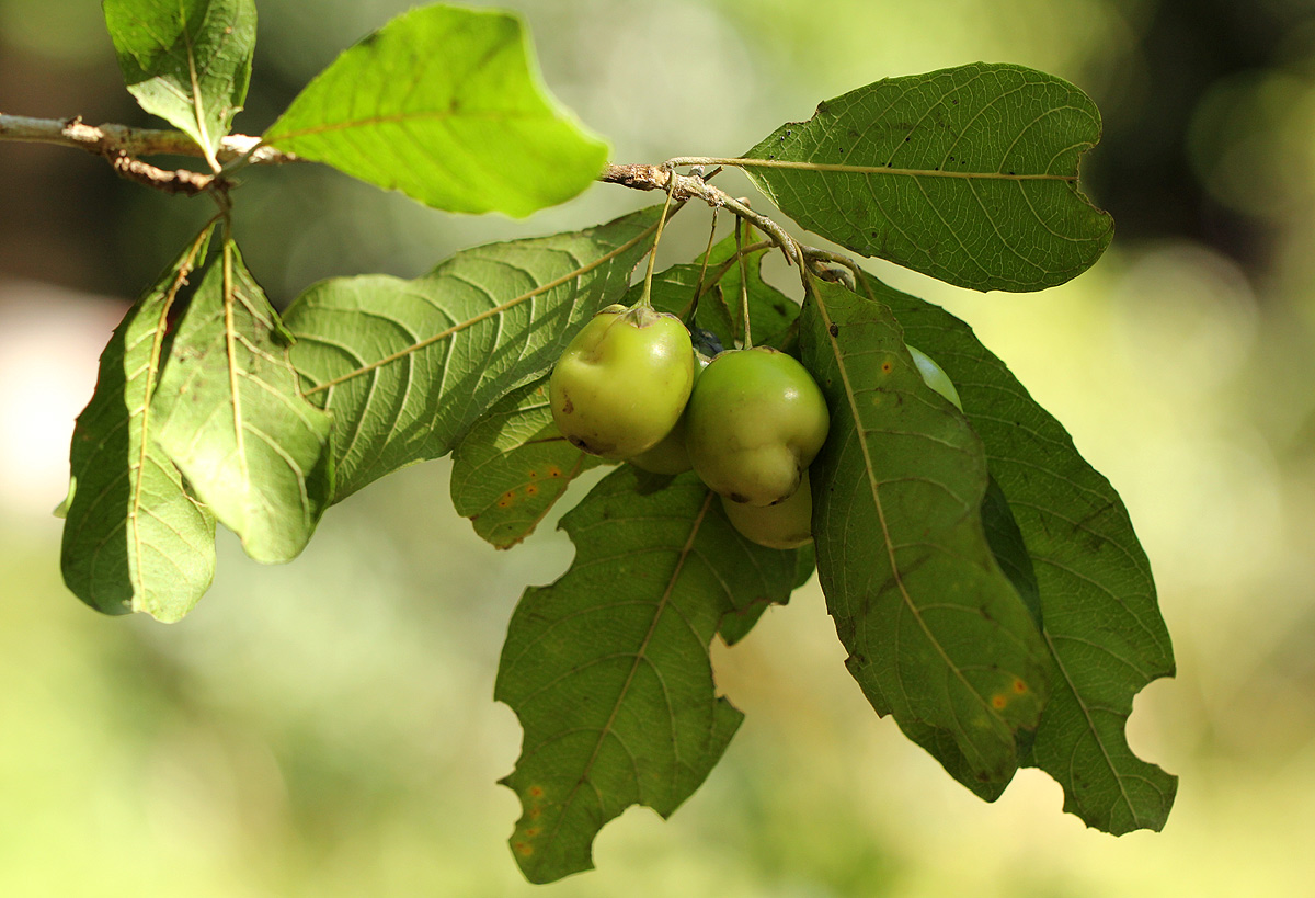 Hugonia orientalis Hugonia orientalis