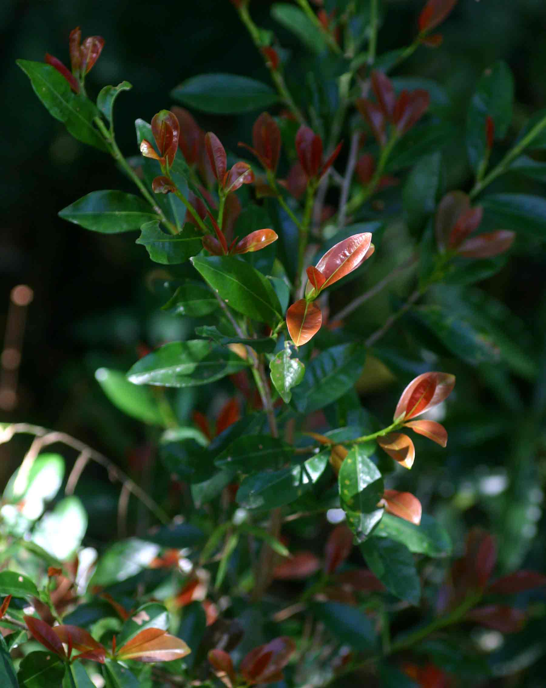 Erythroxylum emarginatum