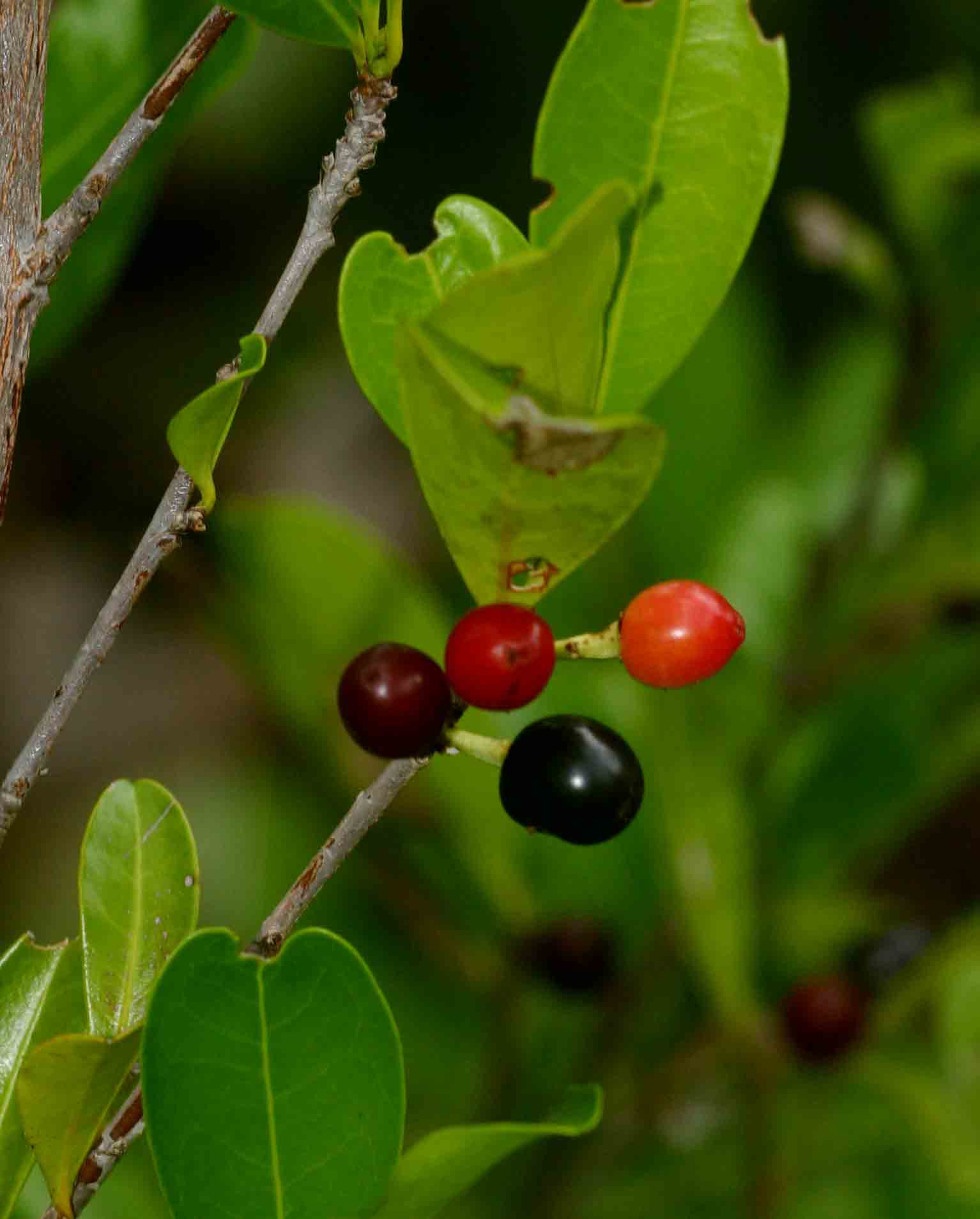 Erythroxylum emarginatum