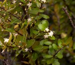 Erythroxylum emarginatum