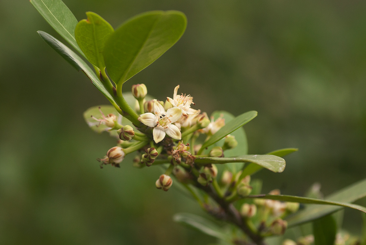 Erythroxylum emarginatum