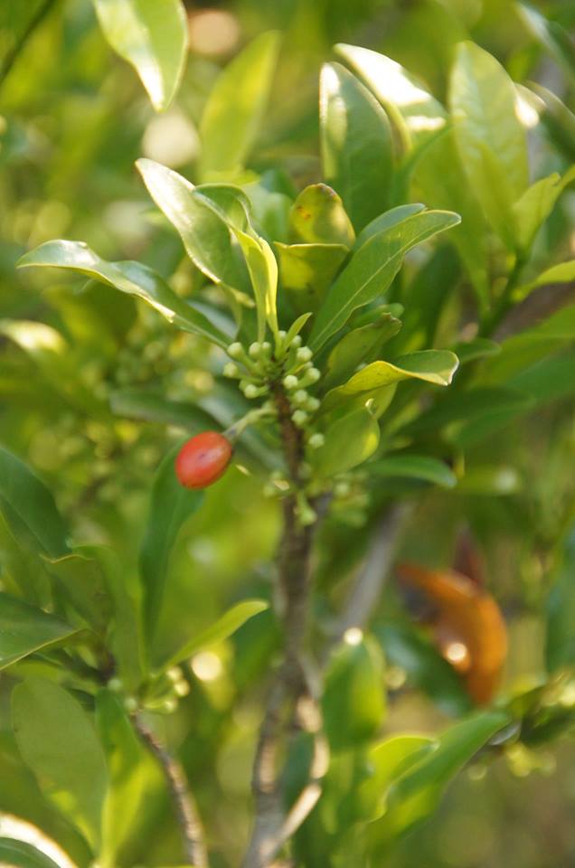 Erythroxylum emarginatum