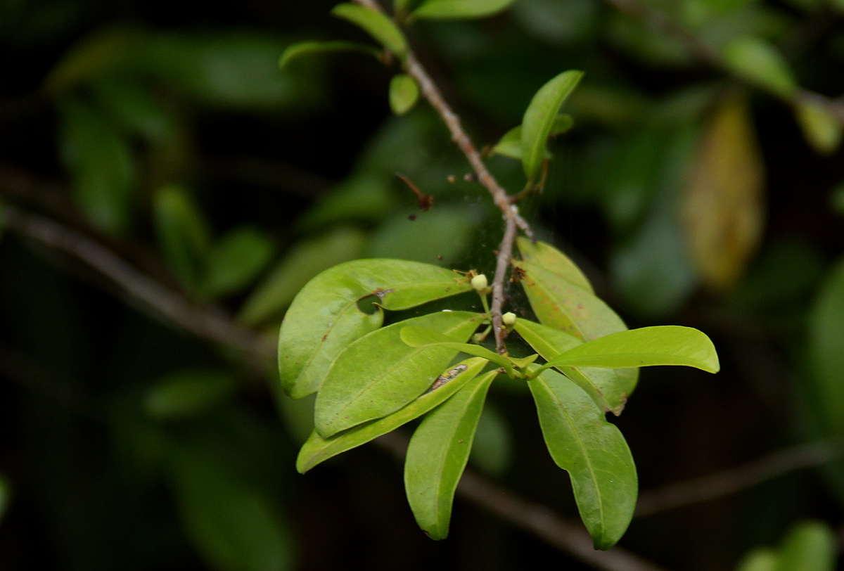 Erythroxylum emarginatum