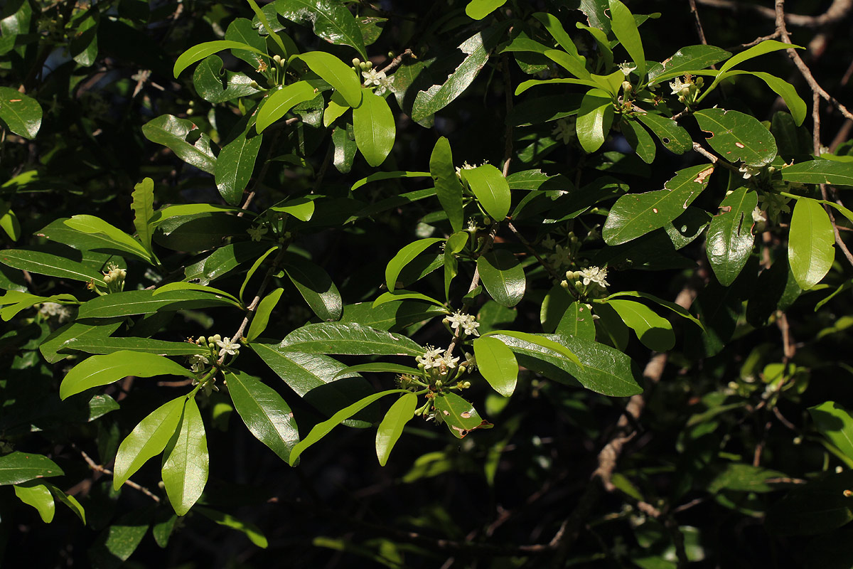 Erythroxylum emarginatum