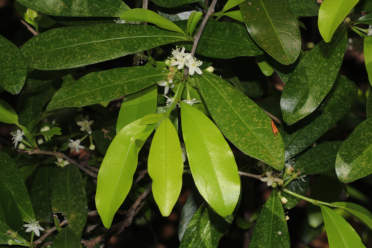 Erythroxylum emarginatum