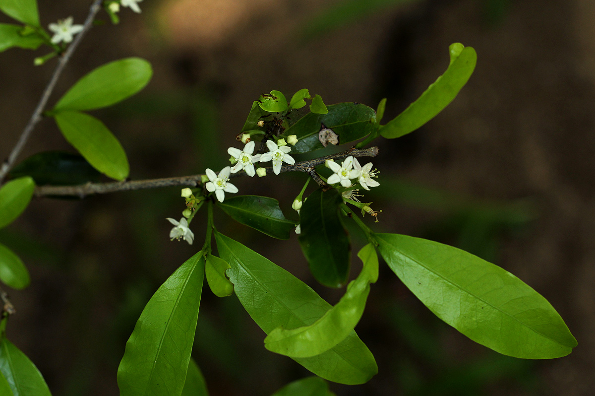 Erythroxylum emarginatum