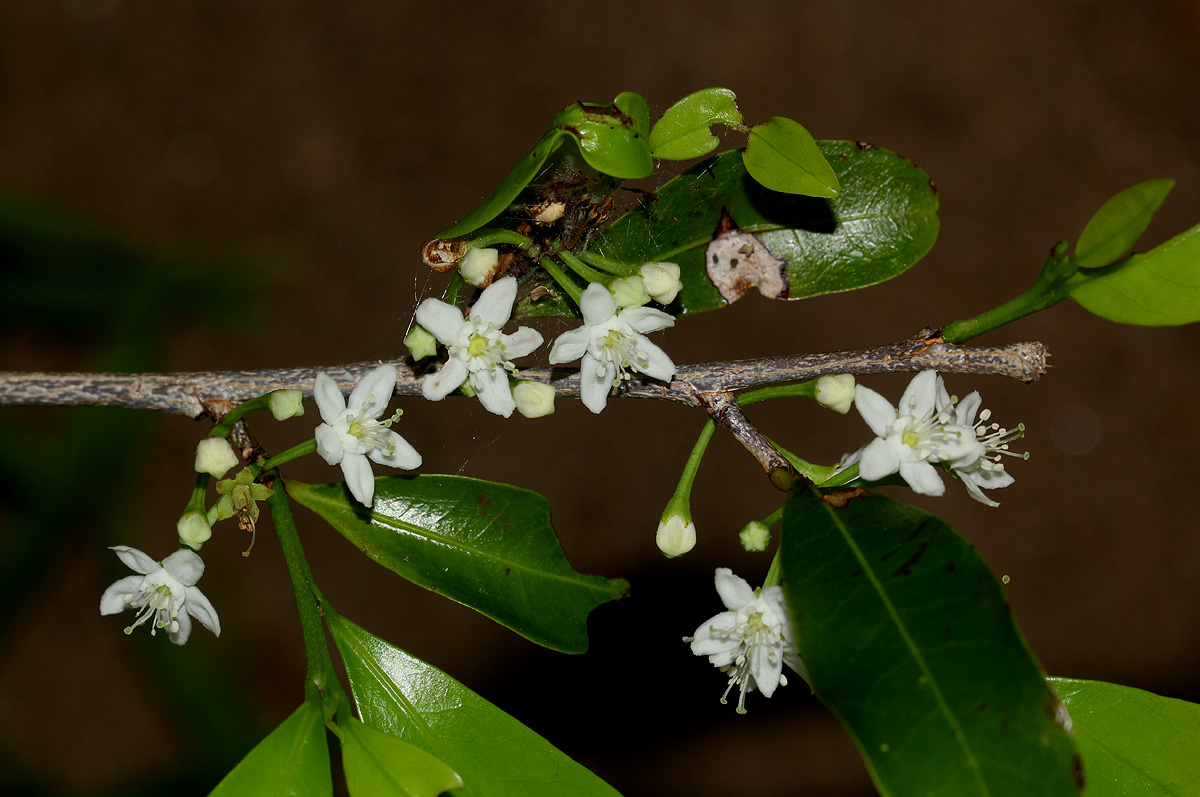 Erythroxylum emarginatum
