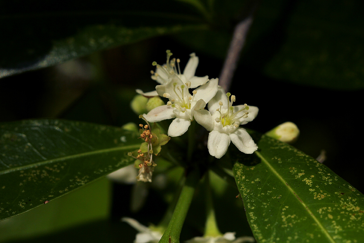 Erythroxylum emarginatum