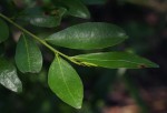 Erythroxylum emarginatum