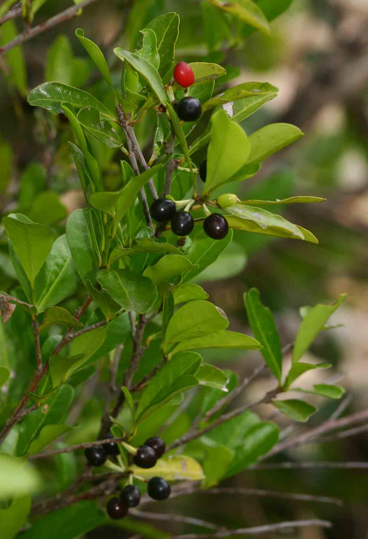 Erythroxylum emarginatum