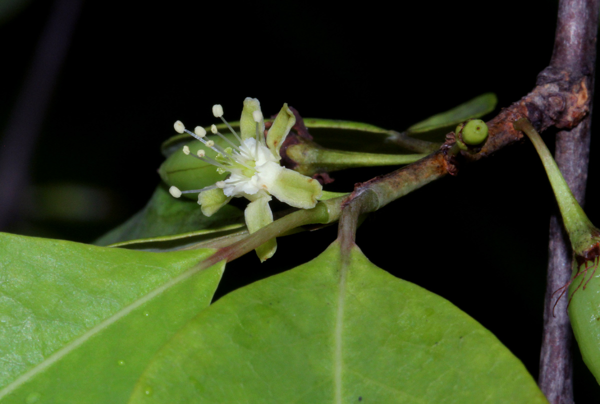 Erythroxylum zambesiacum