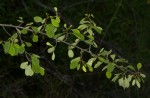 Erythroxylum zambesiacum