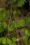 Erythroxylum zambesiacum