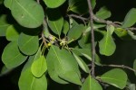 Erythroxylum zambesiacum