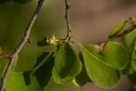 Erythroxylum zambesiacum