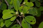 Erythroxylum zambesiacum