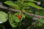 Erythroxylum zambesiacum