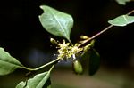 Erythroxylum zambesiacum