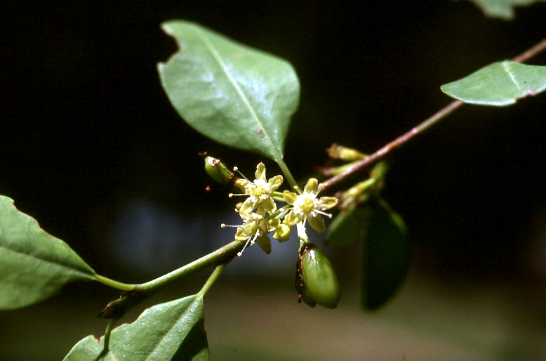 Erythroxylum zambesiacum