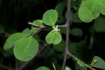 Erythroxylum zambesiacum