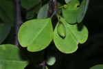 Erythroxylum zambesiacum