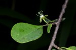 Erythroxylum zambesiacum