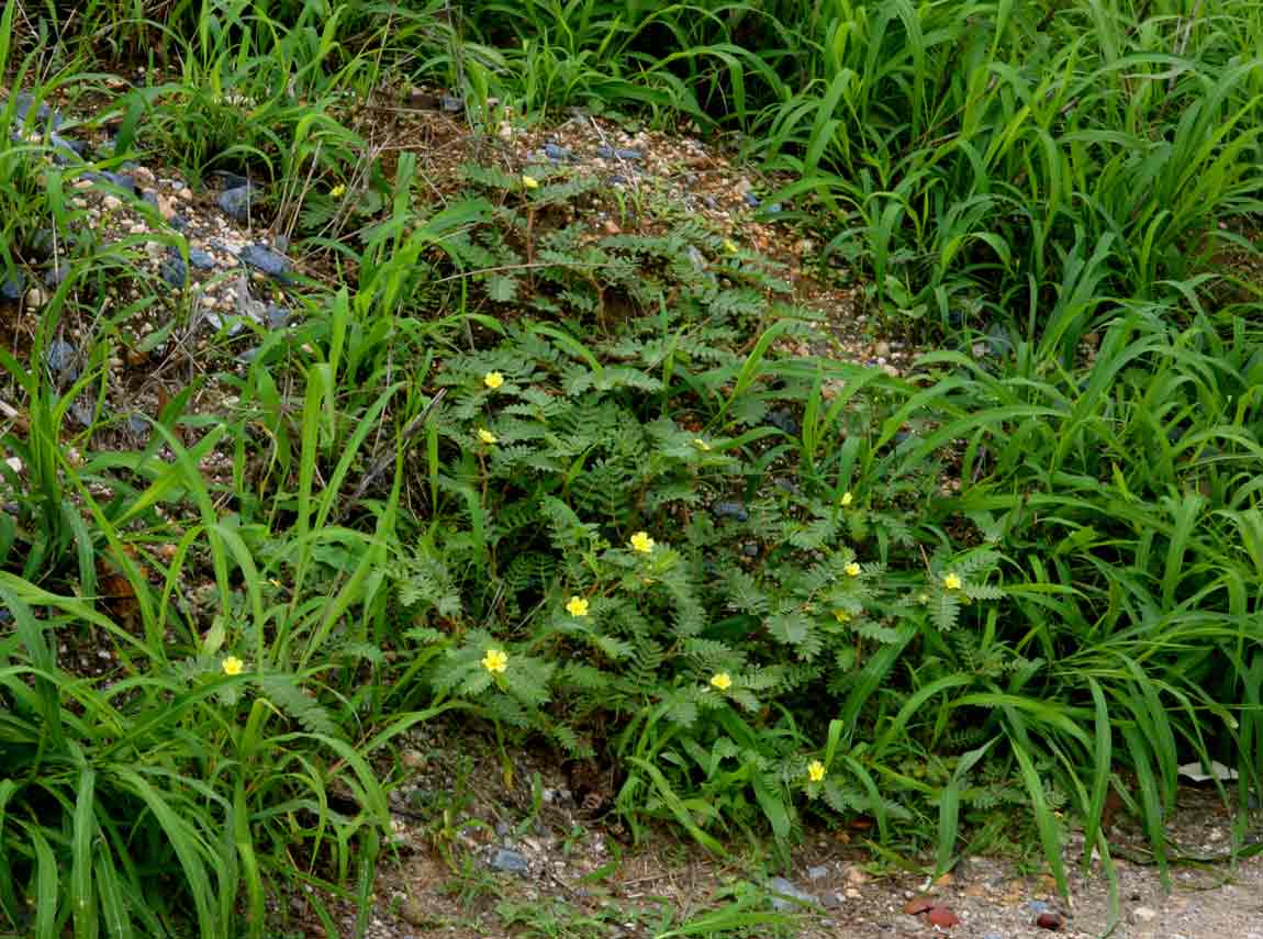 Tribulus terrestris Tribulus terrestris