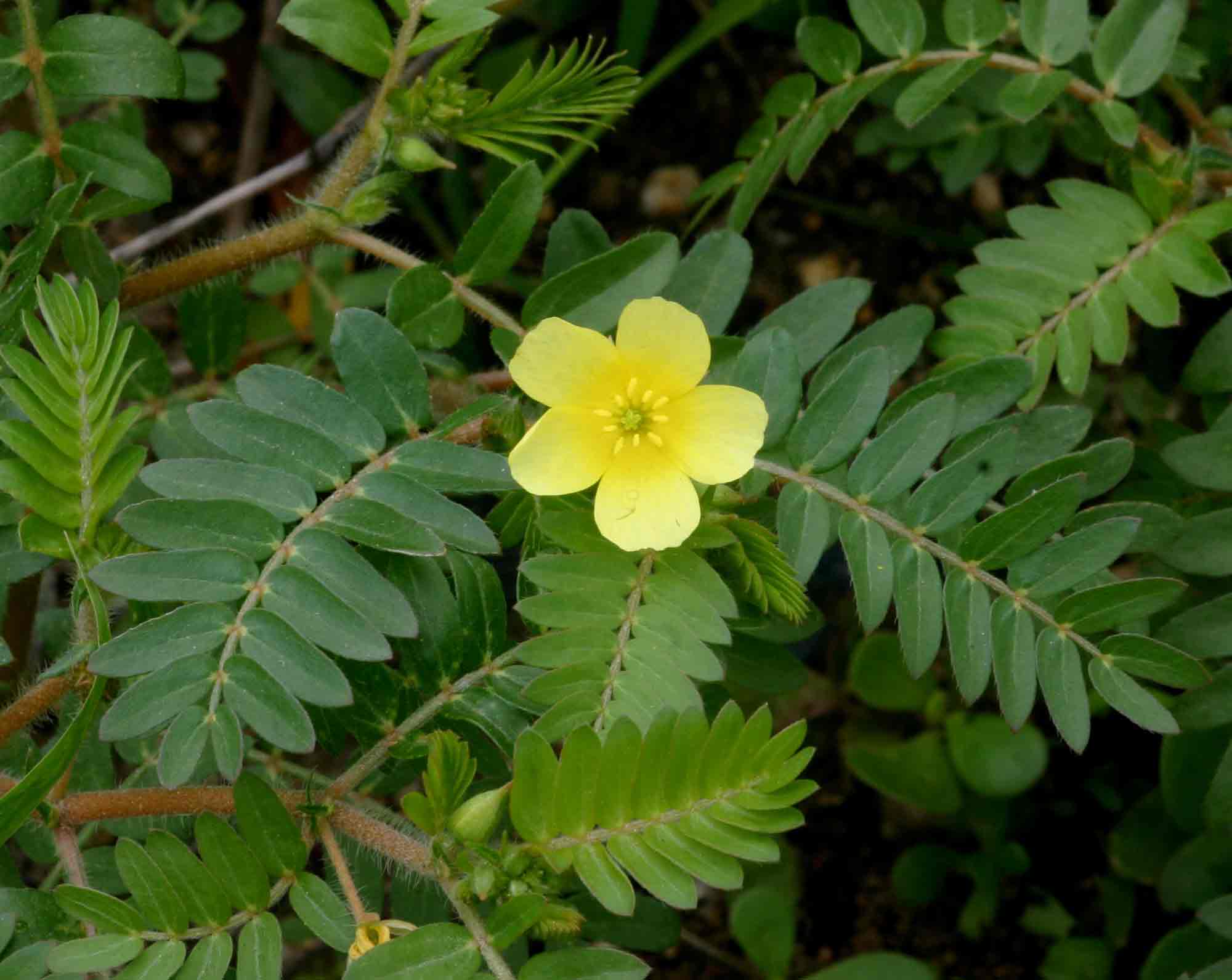 Tribulus terrestris Tribulus terrestris