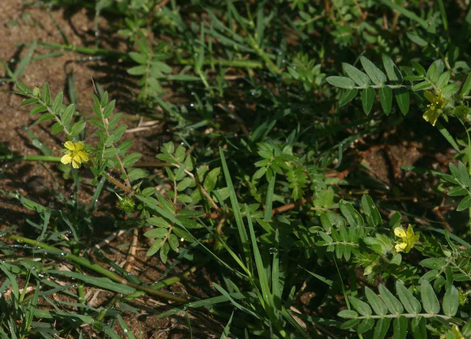 Tribulus terrestris Tribulus terrestris