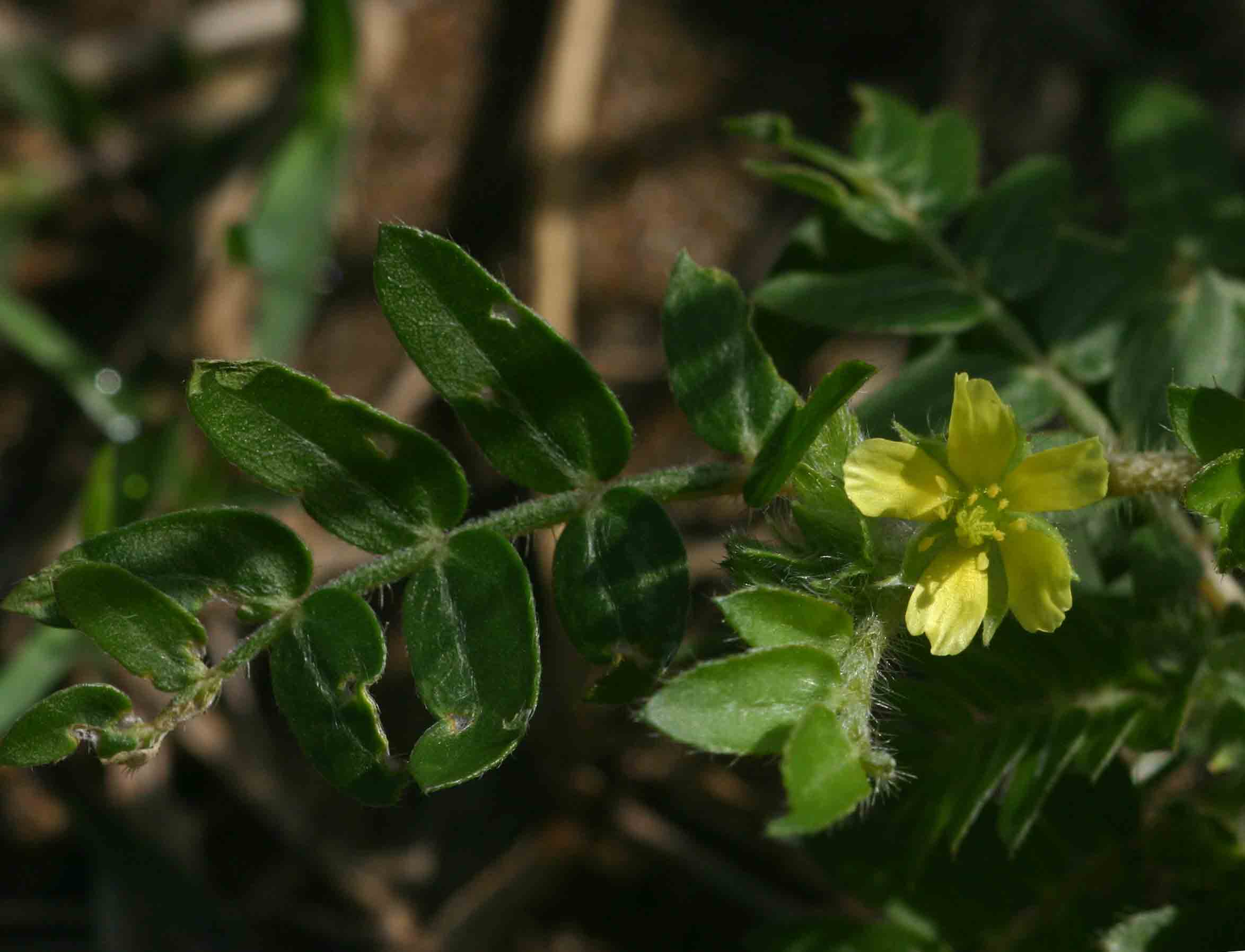 Tribulus terrestris Tribulus terrestris