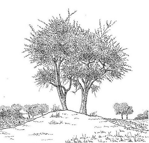 Balanites aegyptiaca var. aegyptiaca Balanites aegyptiaca var. aegyptiaca