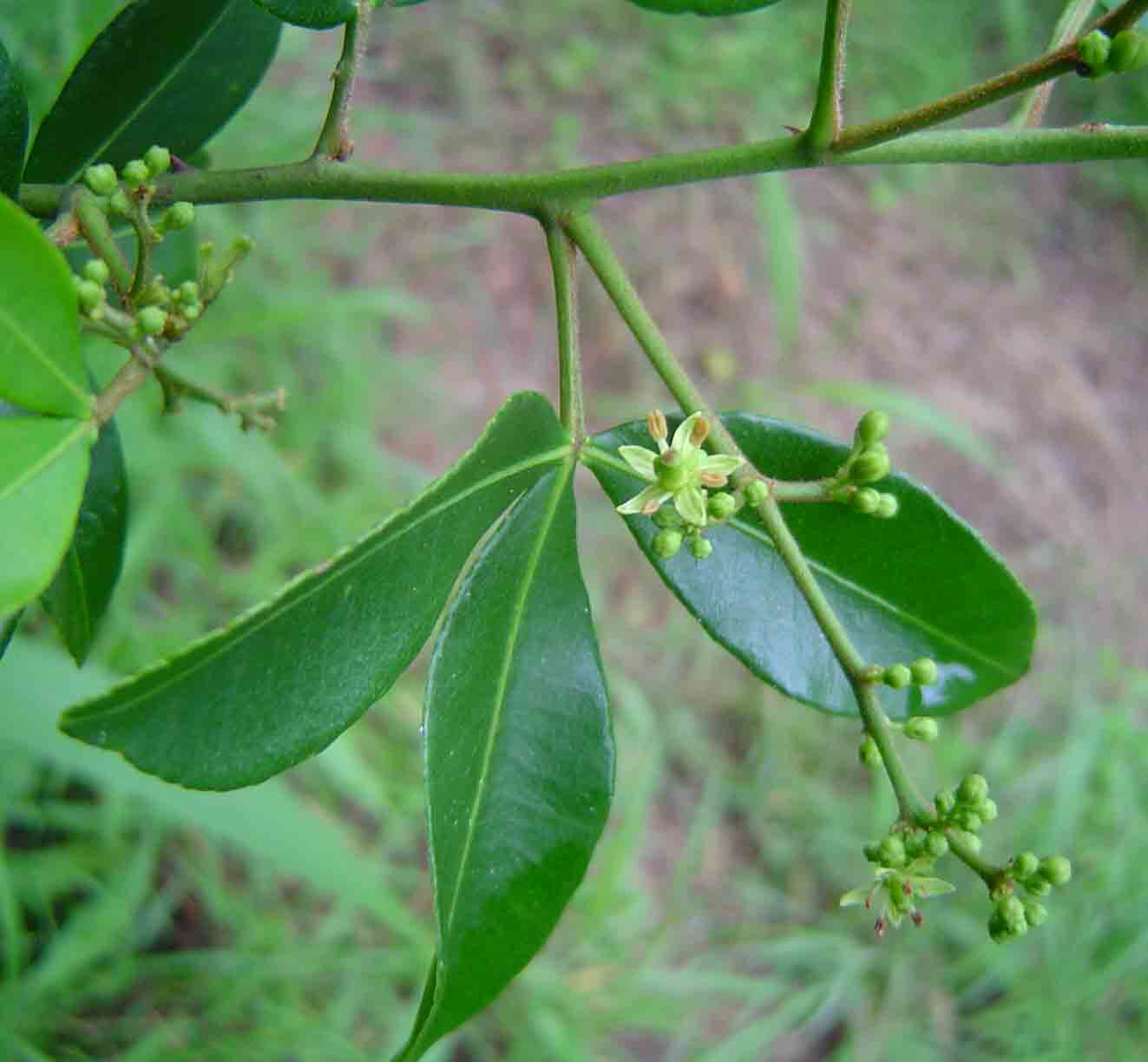 Toddalia asiatica Toddalia asiatica