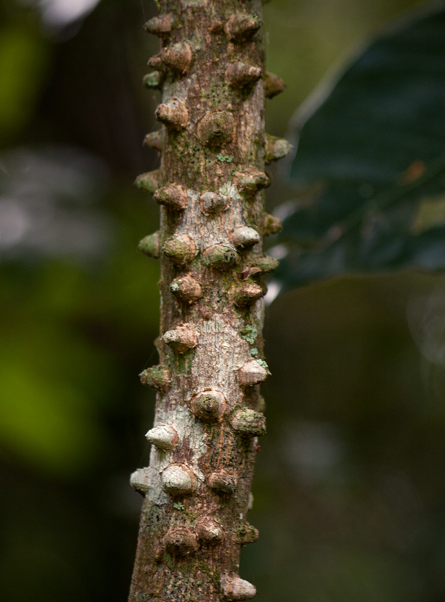 Toddalia asiatica Toddalia asiatica