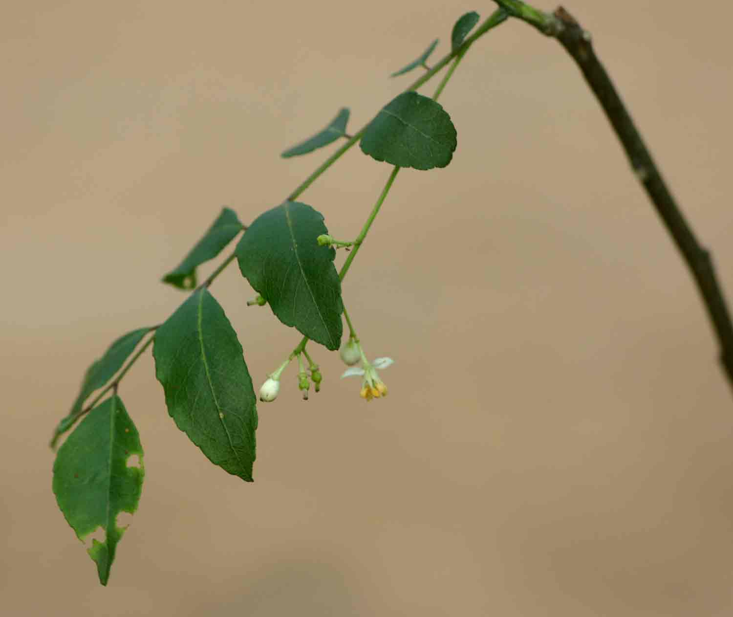 Clausena anisata Clausena anisata