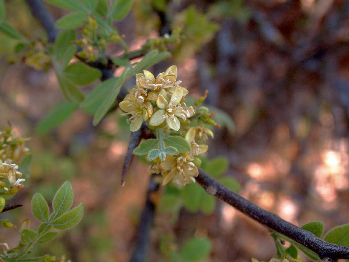 Citropsis daweana Citropsis daweana
