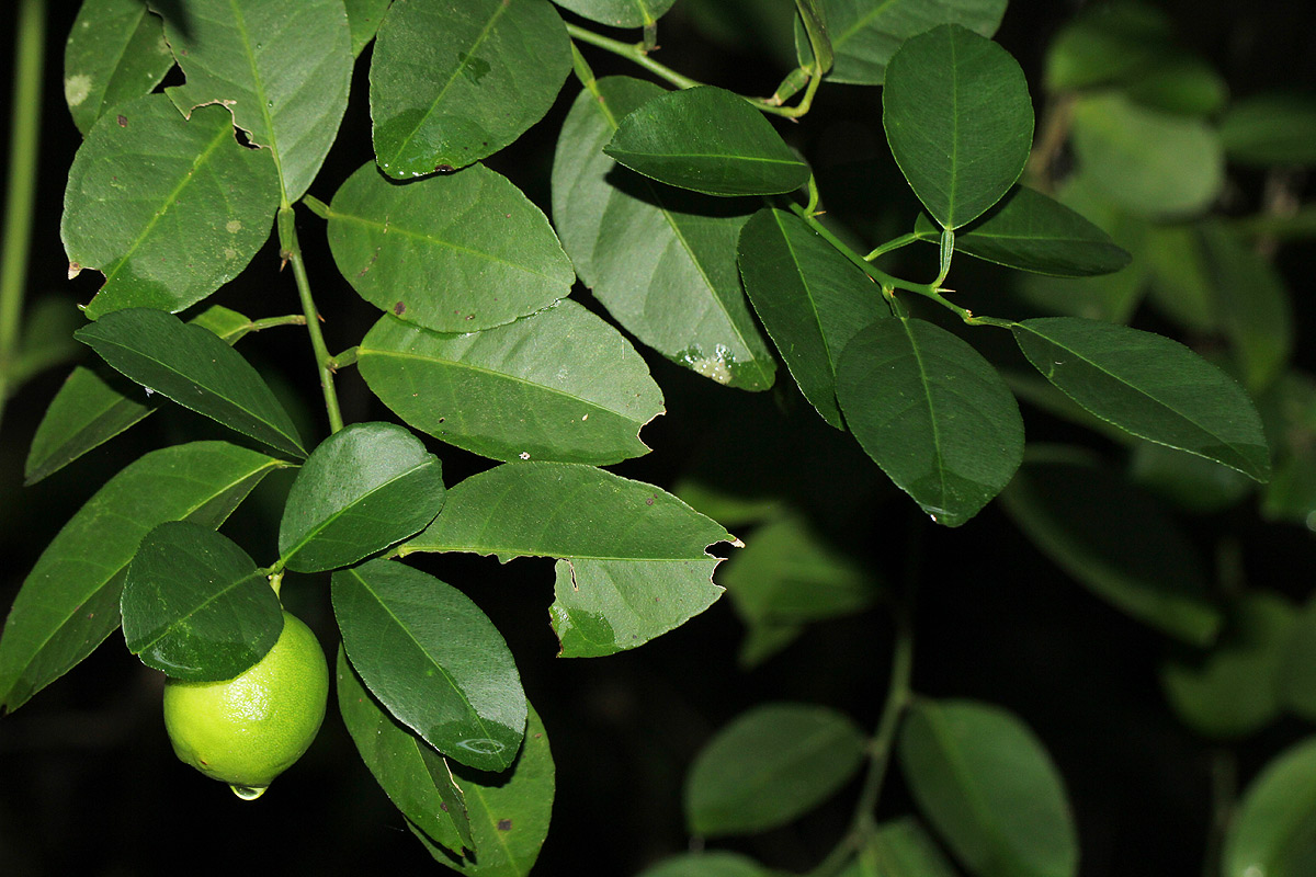 Citrus × limon