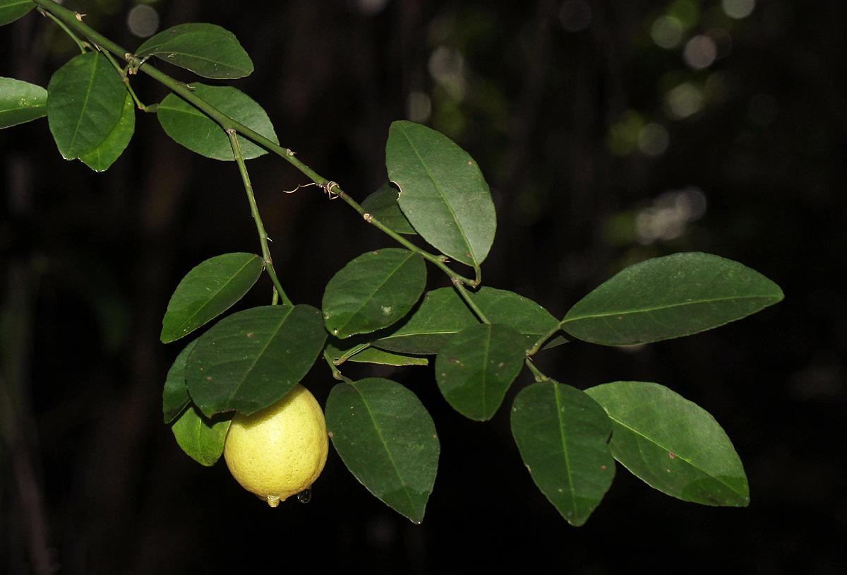 Citrus × limon