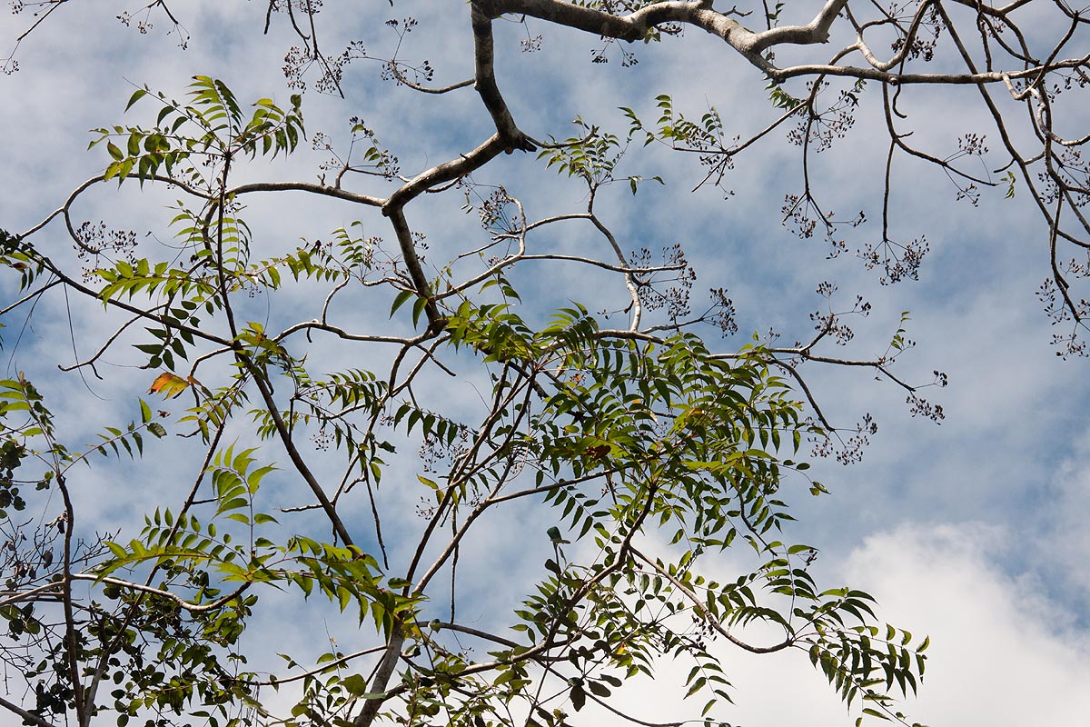 Kirkia acuminata Kirkia acuminata