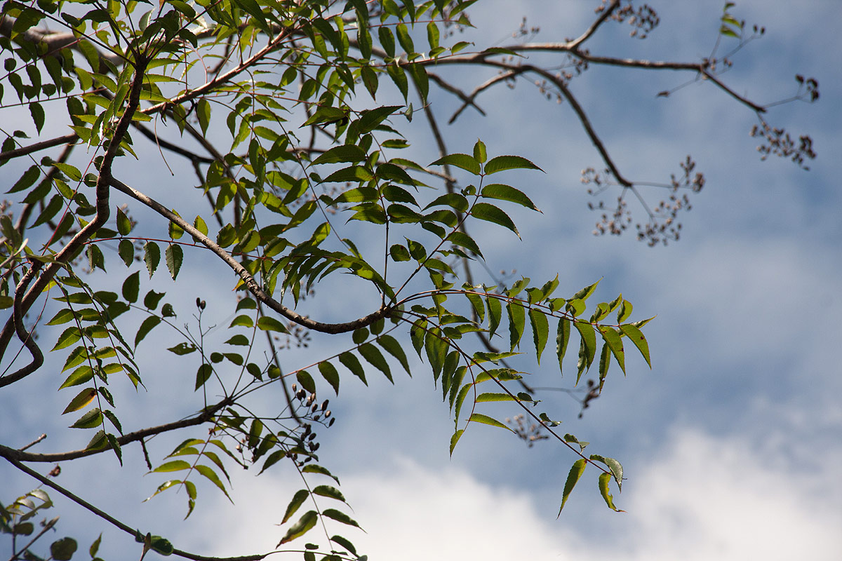 Kirkia acuminata Kirkia acuminata