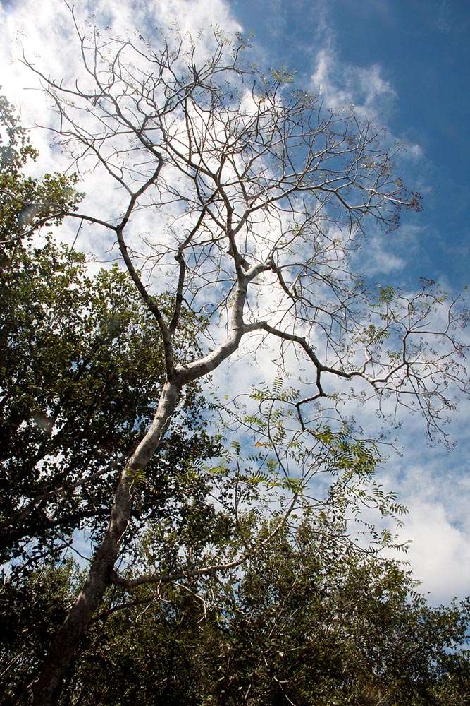 Kirkia acuminata Kirkia acuminata