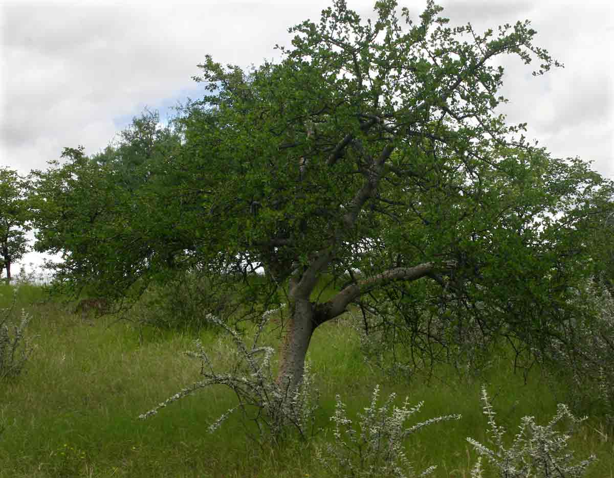 Commiphora glandulosa Commiphora glandulosa