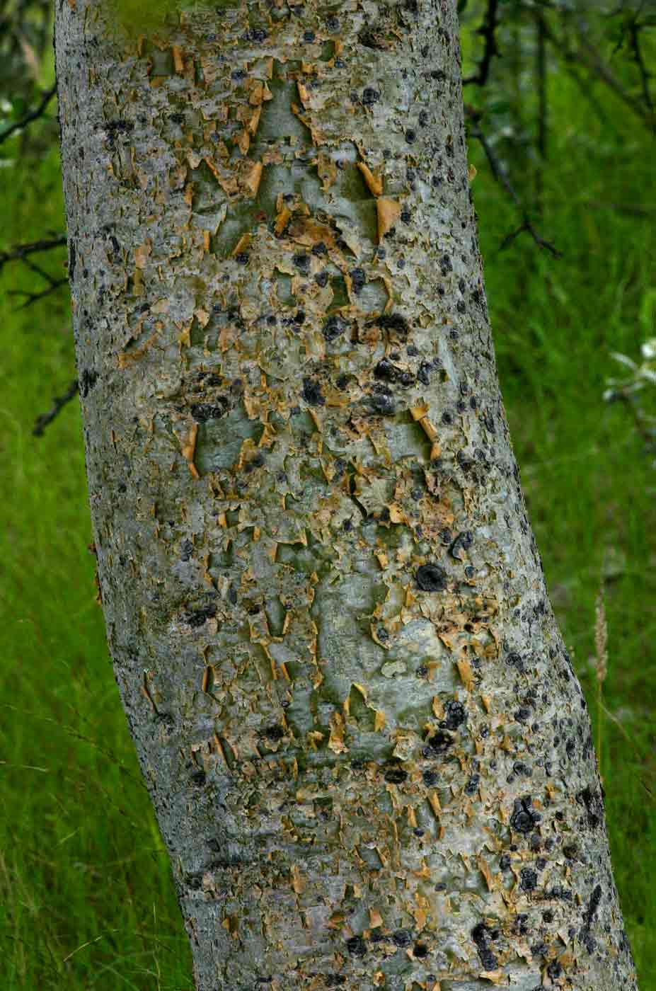 Commiphora glandulosa Commiphora glandulosa